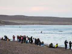 Puerto Madryn recibió 55% mas de visitantes que en el 2021