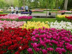 Países Bajos se llena de tulipanes para visitar en esta primavera.