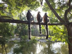 Bioparque Temaikén en Primavera: para visitar con descuentos y promociones
